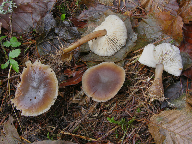 Funghi di sabato 08 novembre.